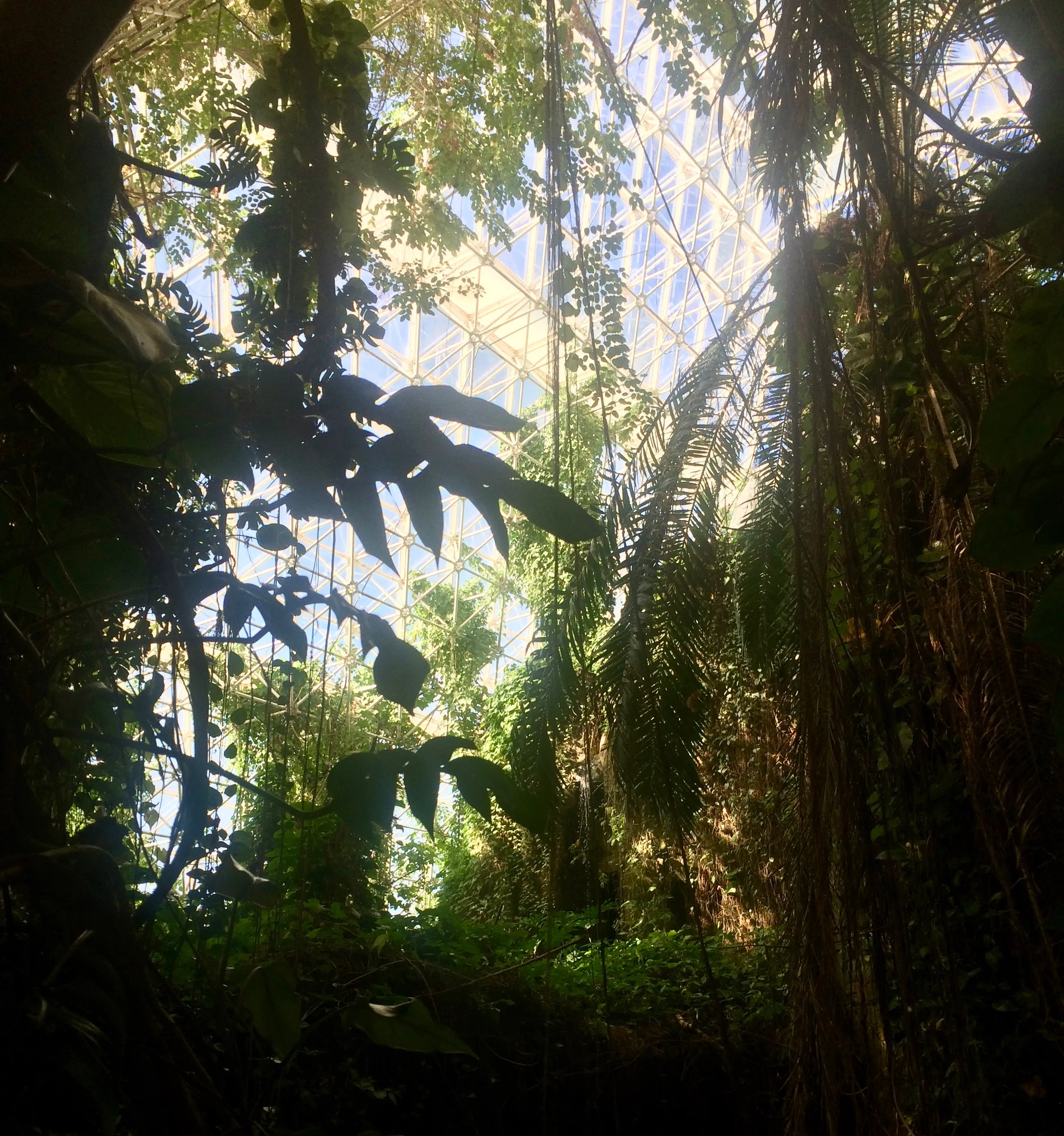 Dense rainforest vegetation silhouetted against Biosphere 2’s glass-and-steel roof.