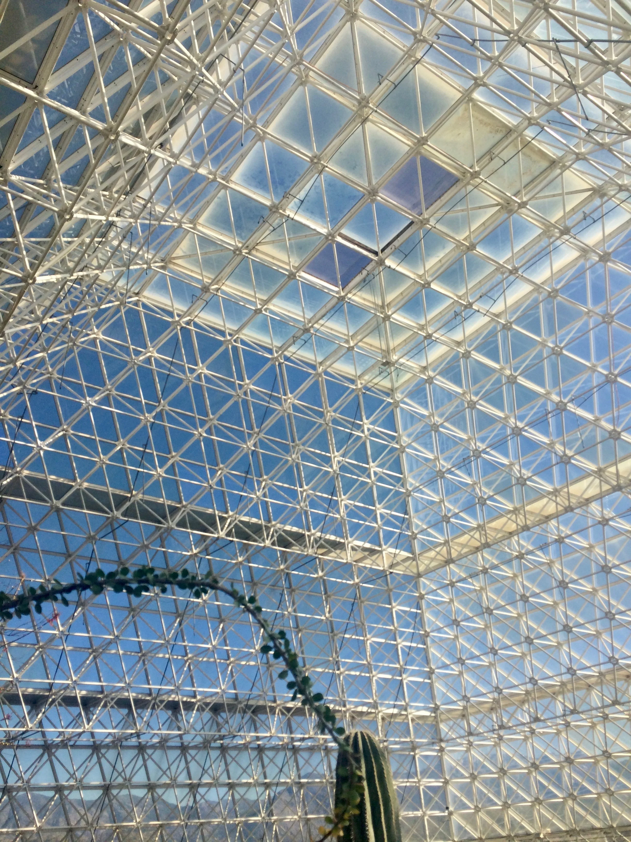 A tall cactus rising toward the geometric glass roof of the desert biome.
