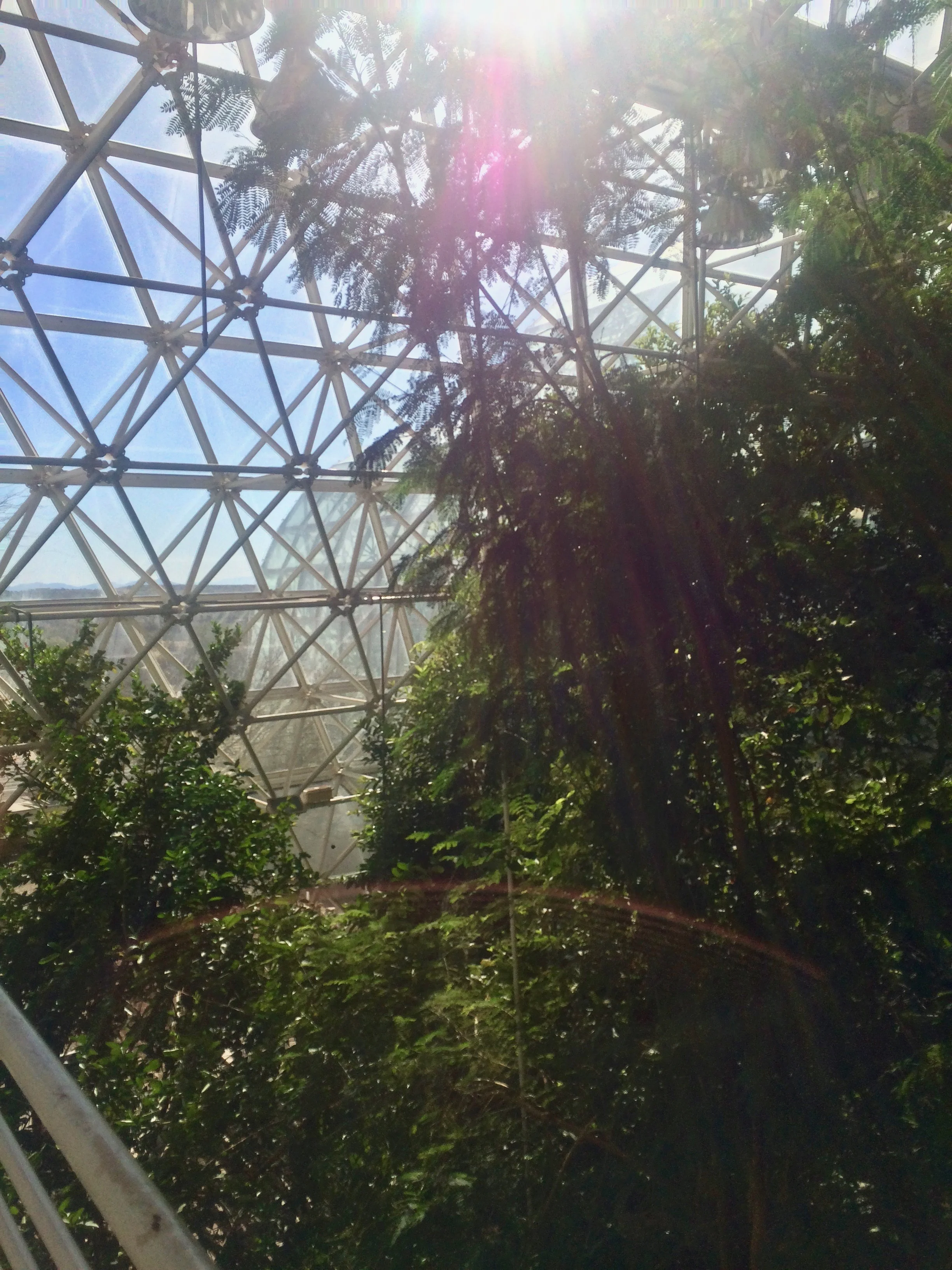 Trees and shrubs in the savanna biome beside a sloping glass wall.