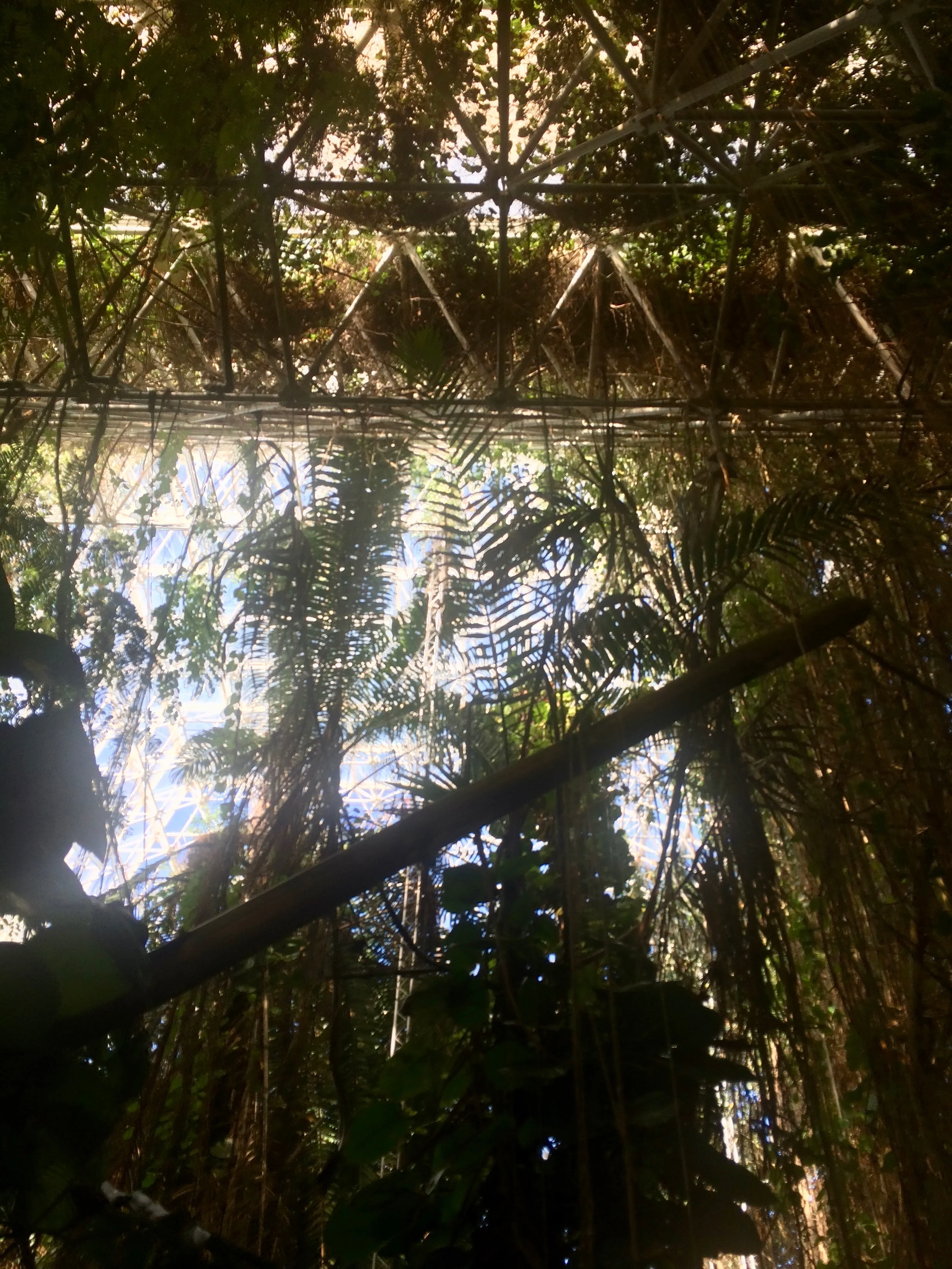 Plants and tangled vines growing beneath the rainforest biome’s roof beams.