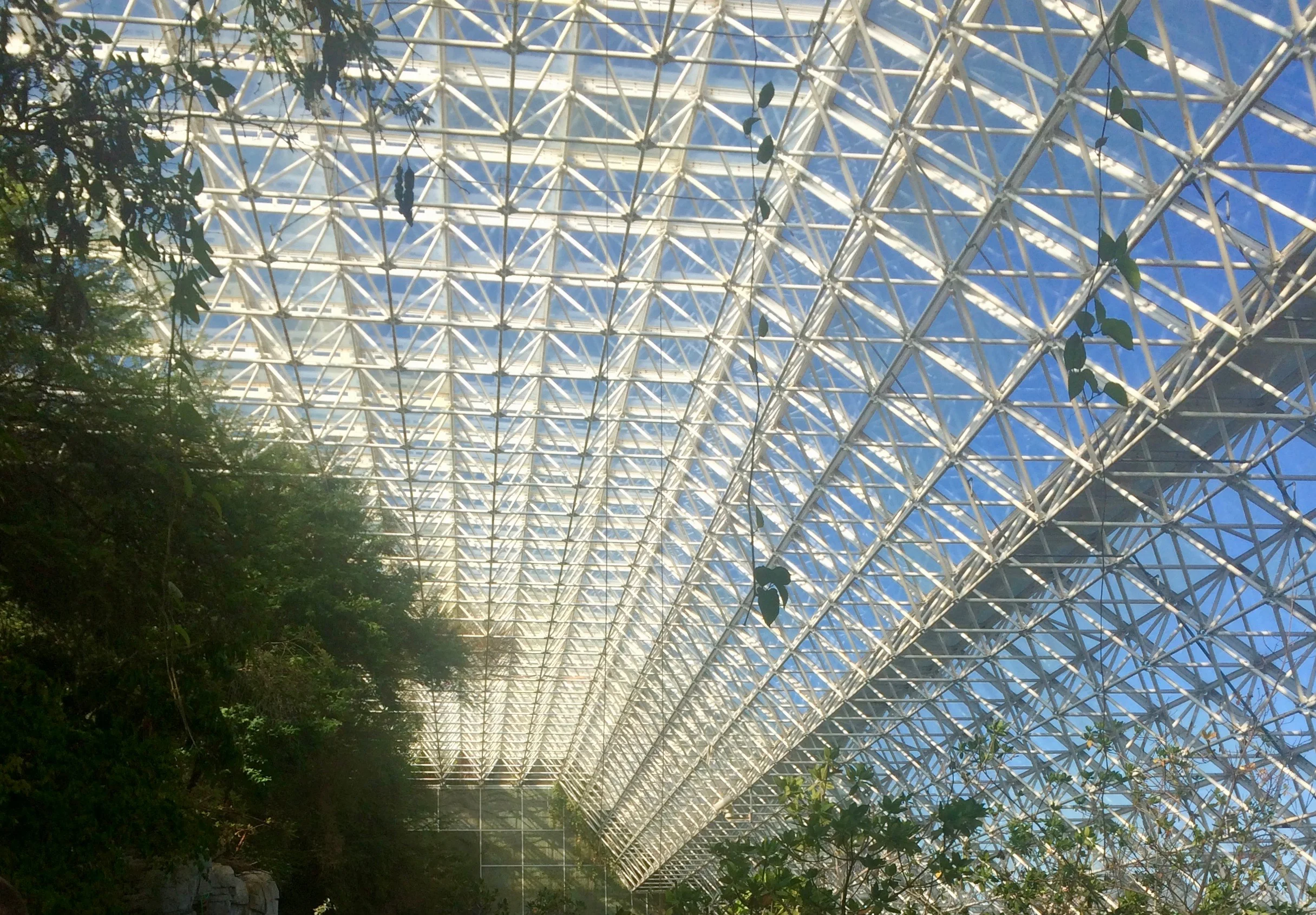 Vines hanging beside the sweeping glass-and-steel roof over the savanna.