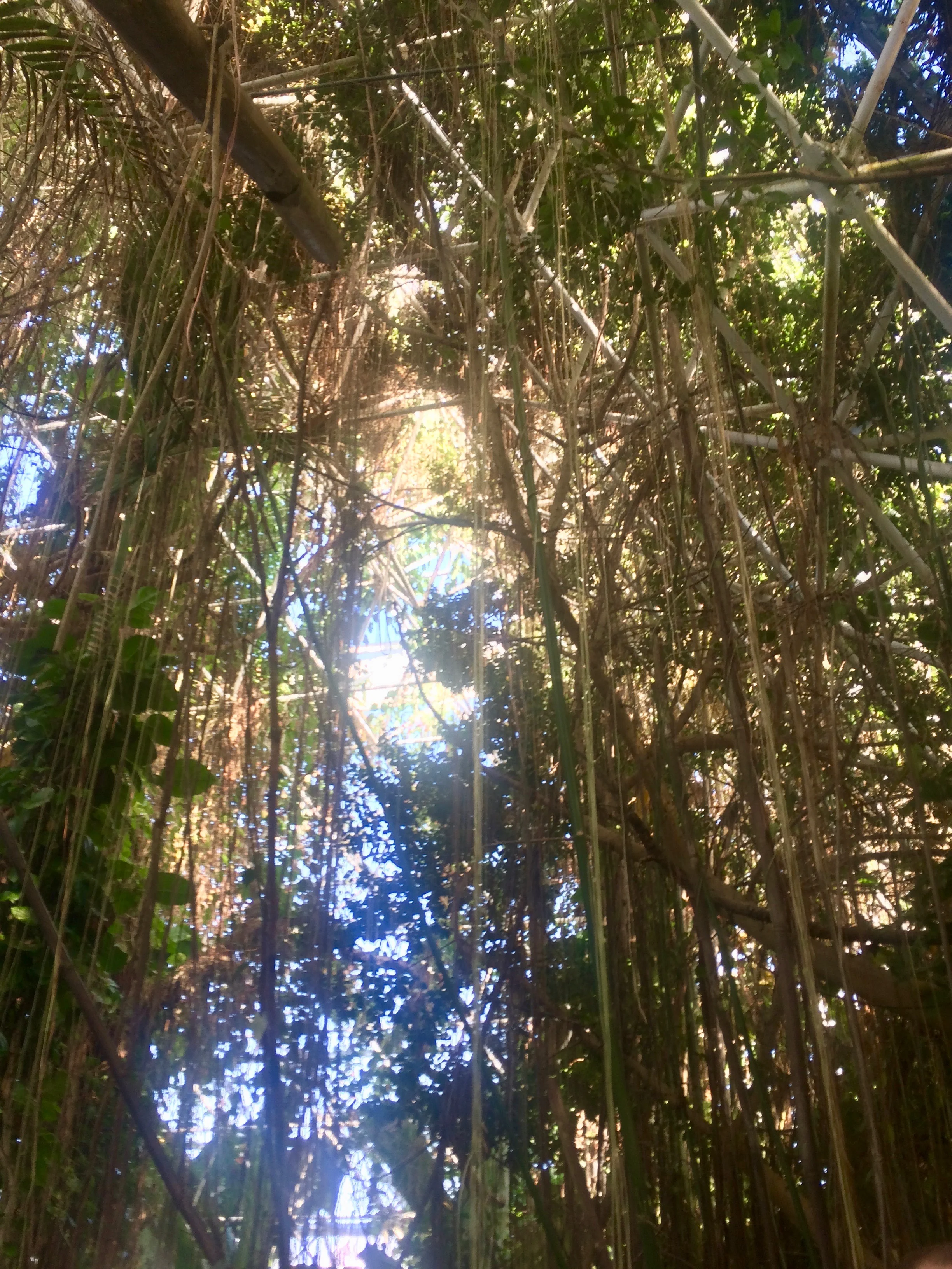 A dense curtain of vines and aerial roots in the Biosphere 2 rainforest.